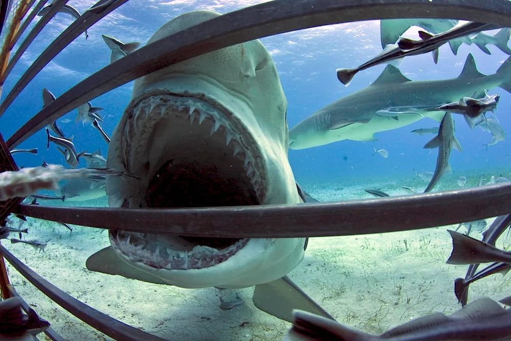 Caribbean sea sharks