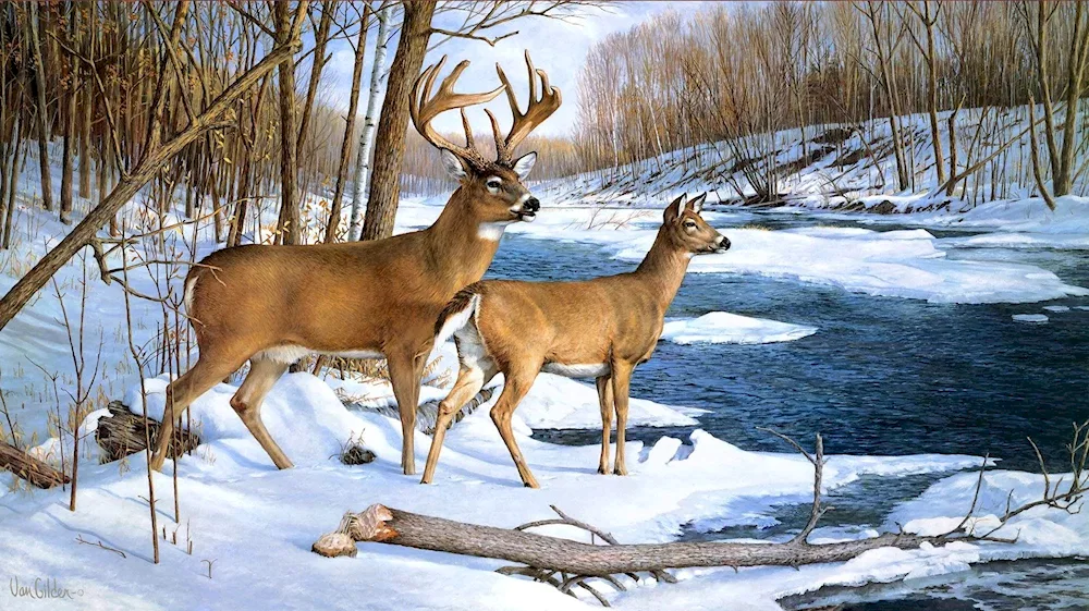 Carl Branders painting of roe deer