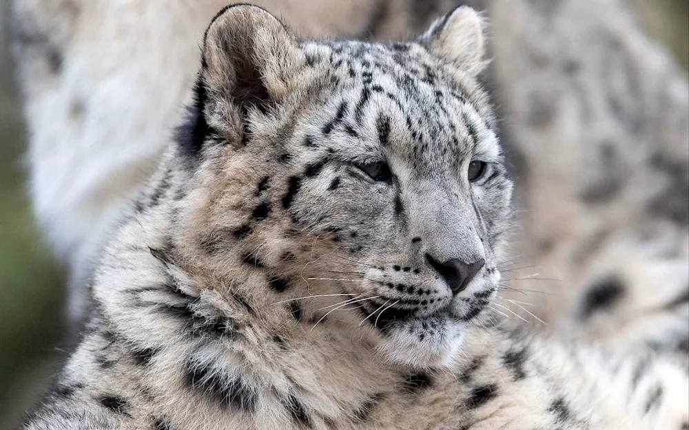 Snow Leopard Jaguar