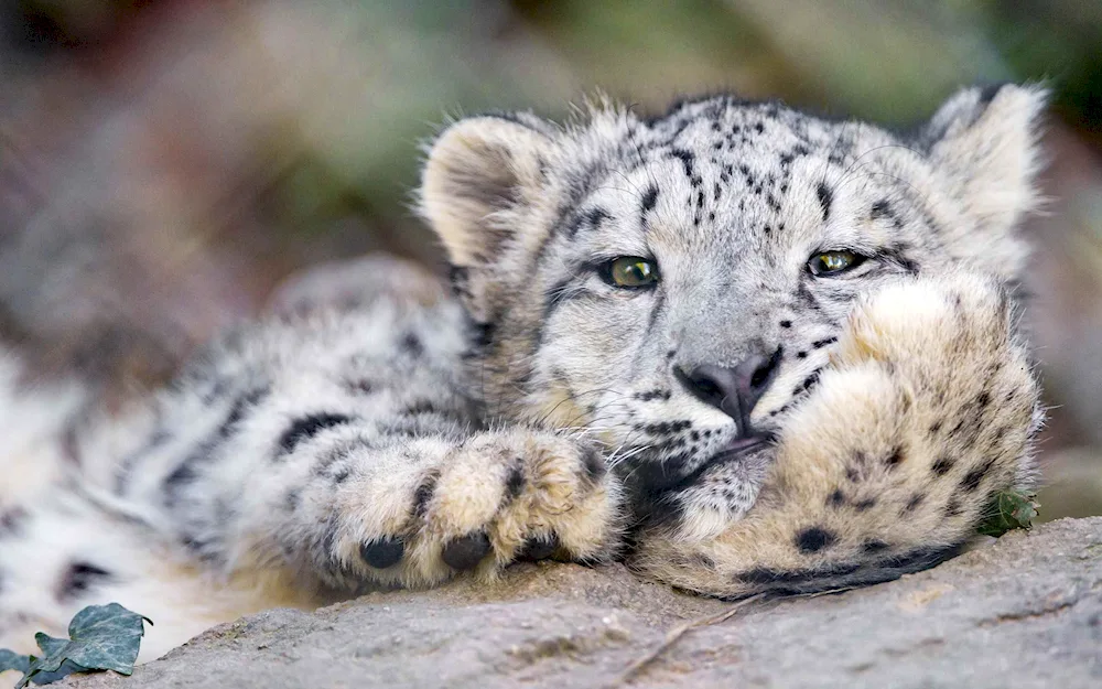 Carl Branders snow Leopard