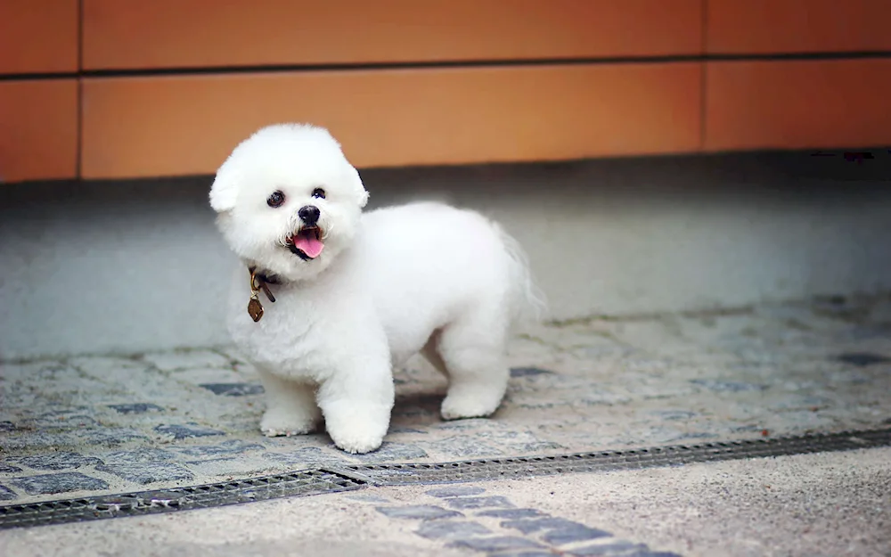 Pomeranian Spitz White