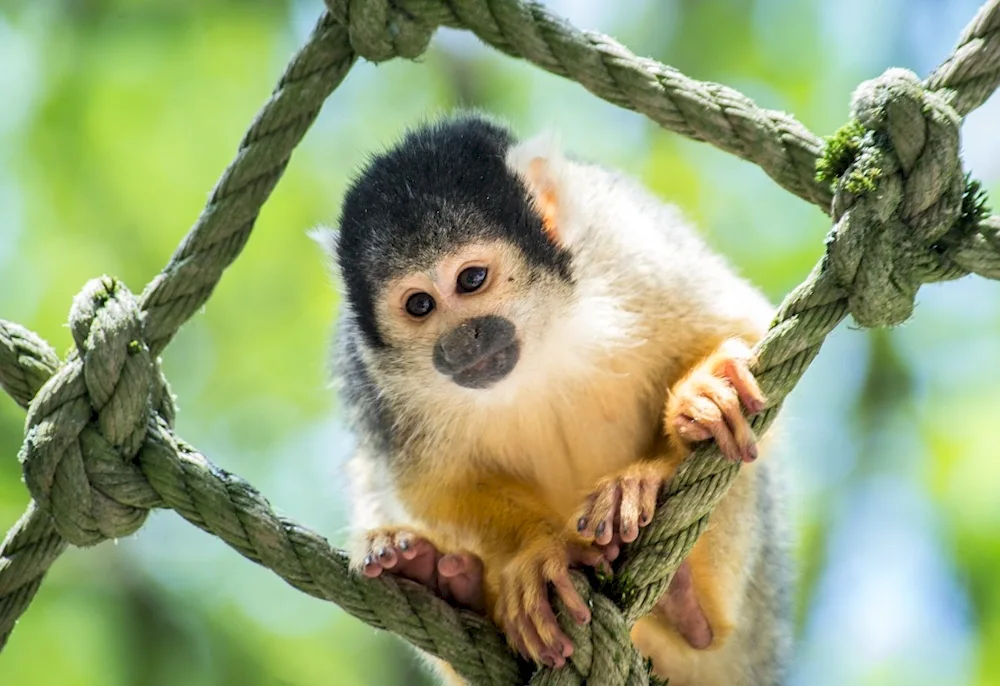 Marmoset toy