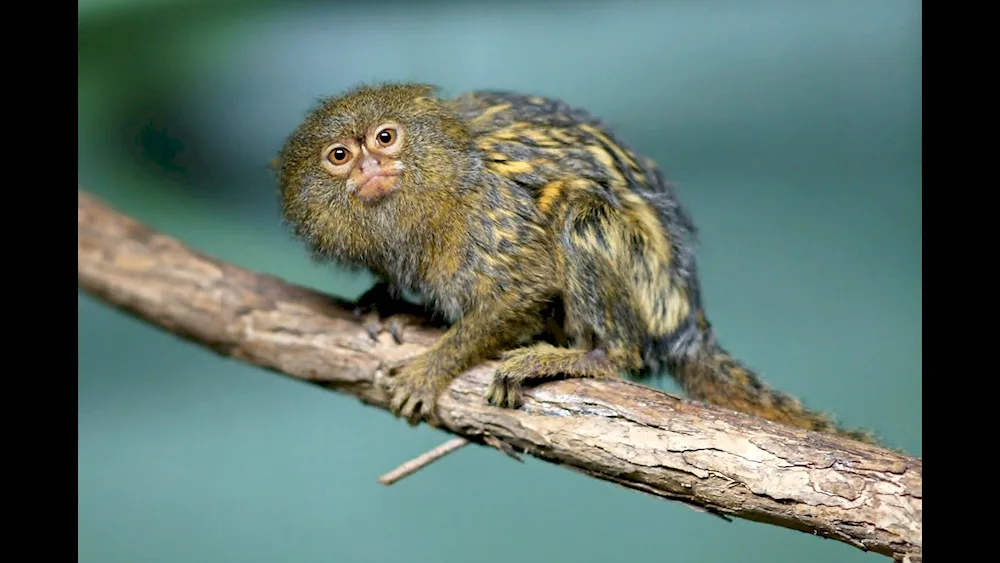 Marmoset Toy