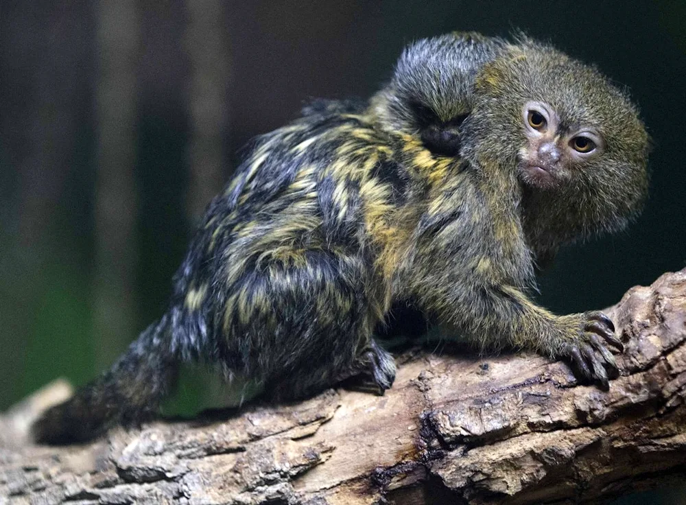 Marmoset Toy