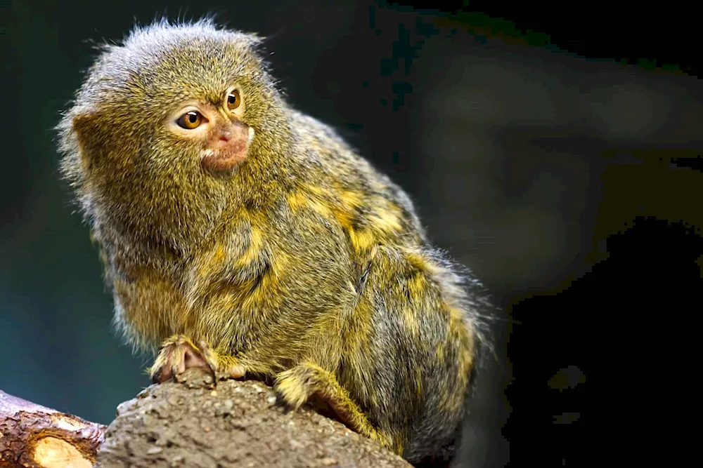 Marmoset monkey toy