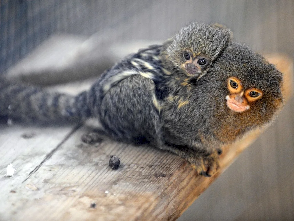 Marmoset monkey toy