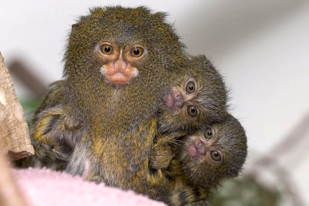 Marmoset monkey toy