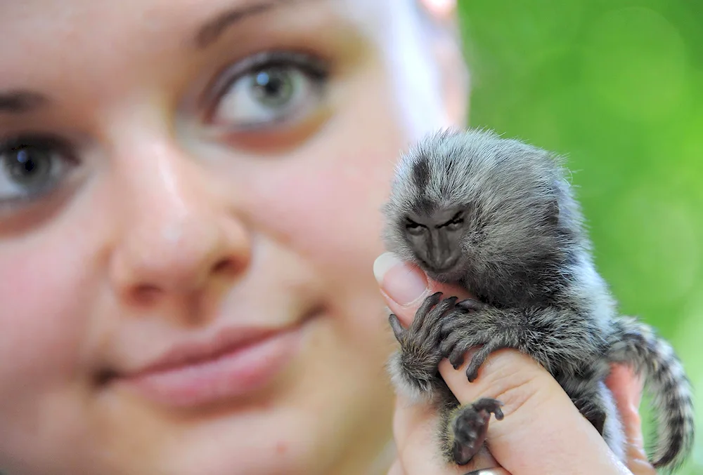 Marmoset Toy