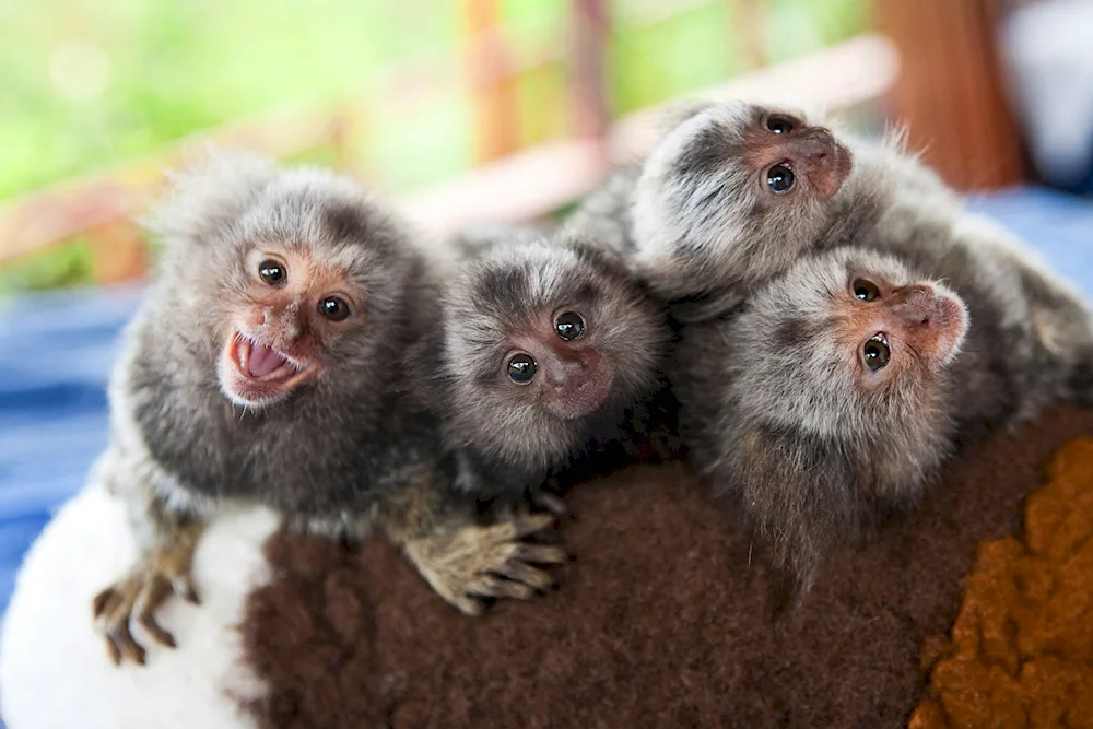 Marmoset Monkey Toy