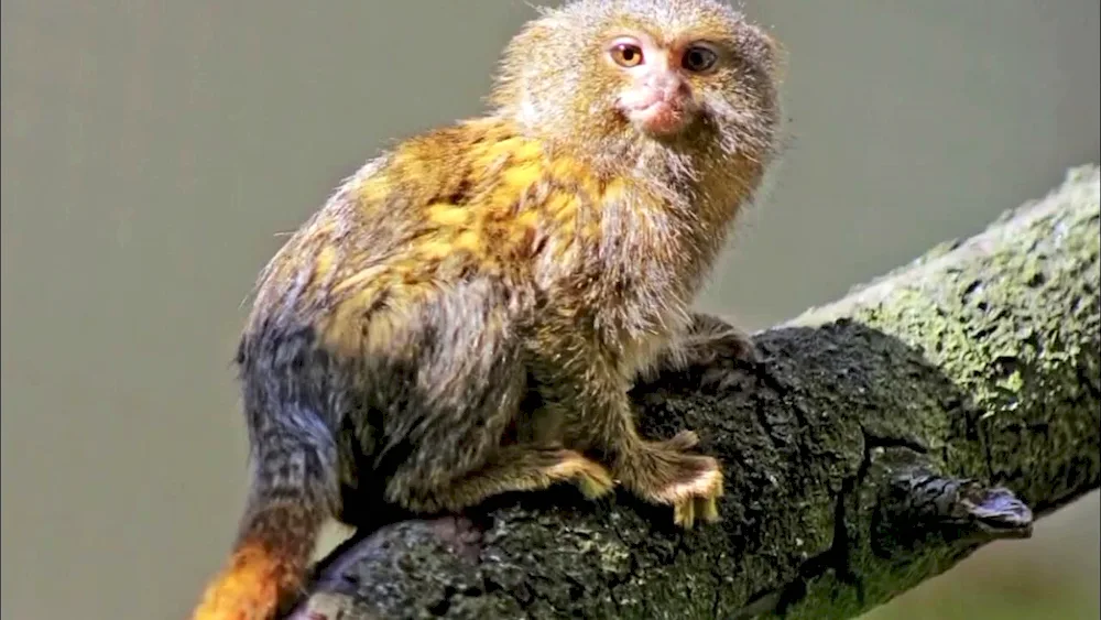 Marmoset monkey toy