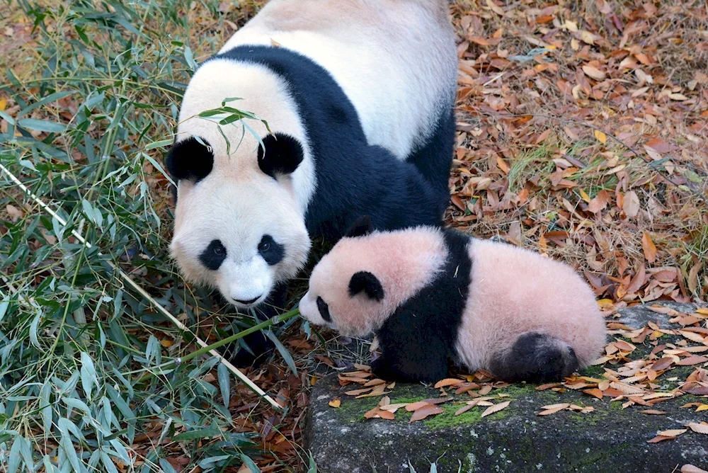Dwarf Panda