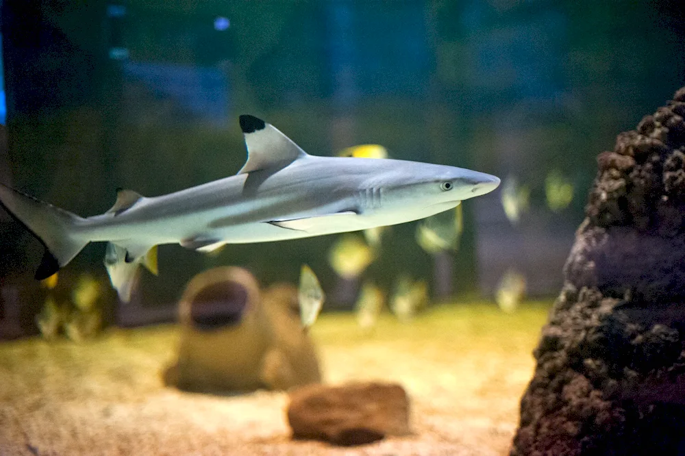 Caribbean reef shark shark