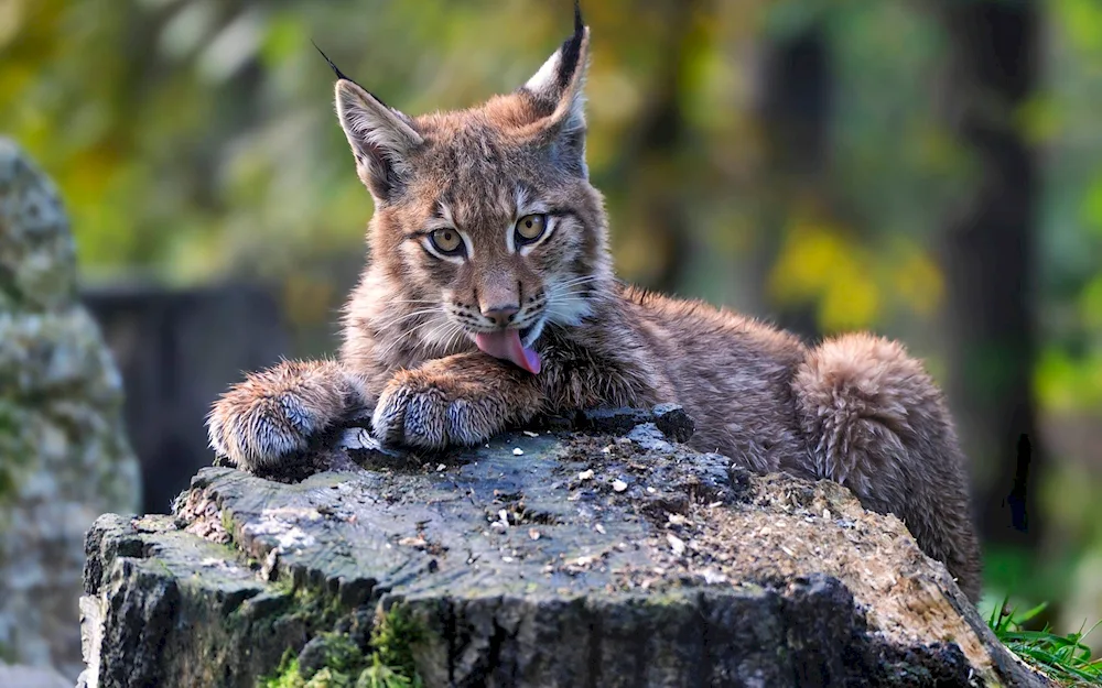 Dwarf Lynx