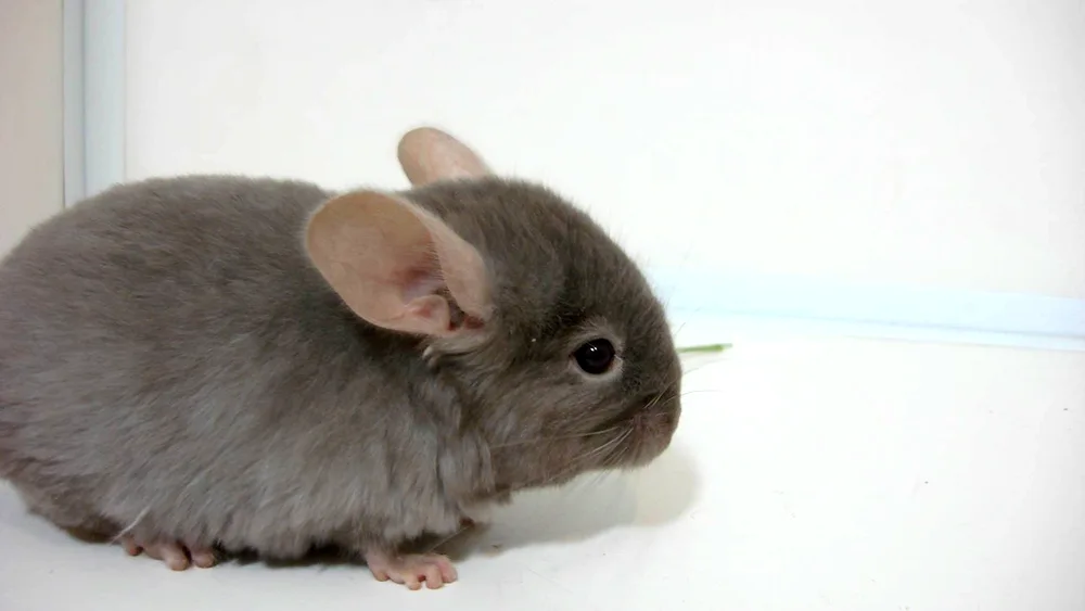 Dwarf chinchilla