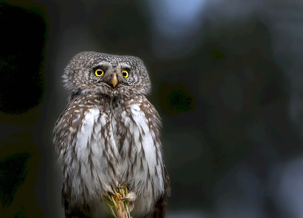 Eurasian Pygmy Owl