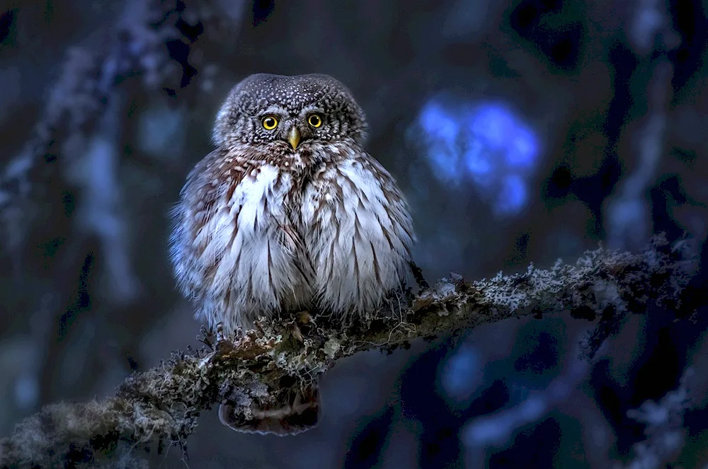 Bellied Owl chick