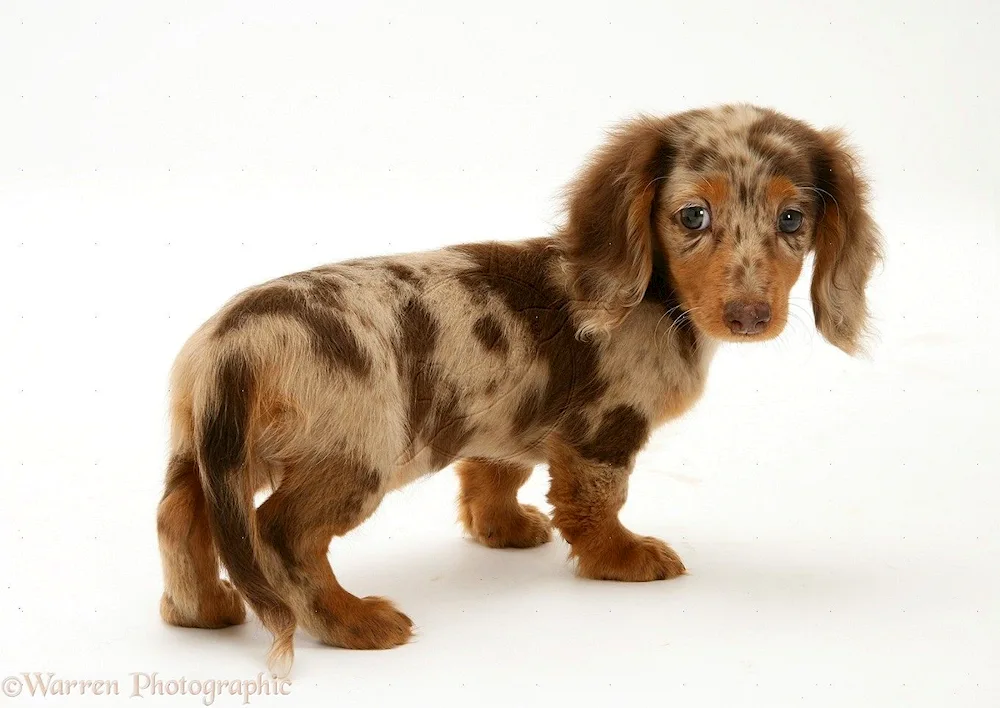 Marbled rabbit dachshund