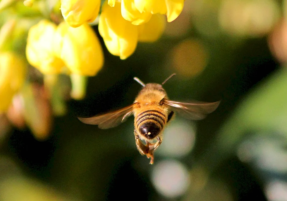 Saffron bumblebee