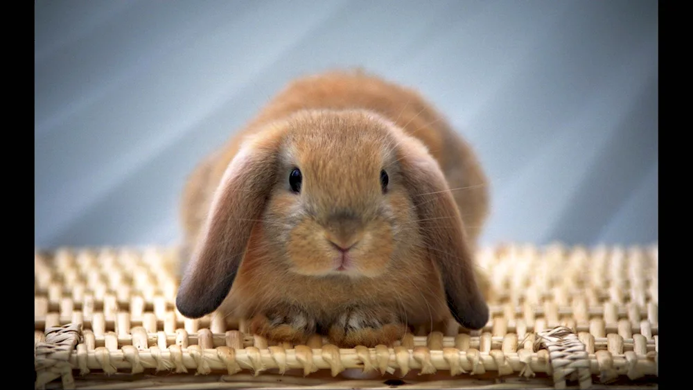 Cute rabbit