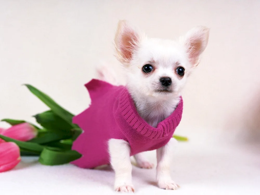 Pomeranian Spitz Terrier