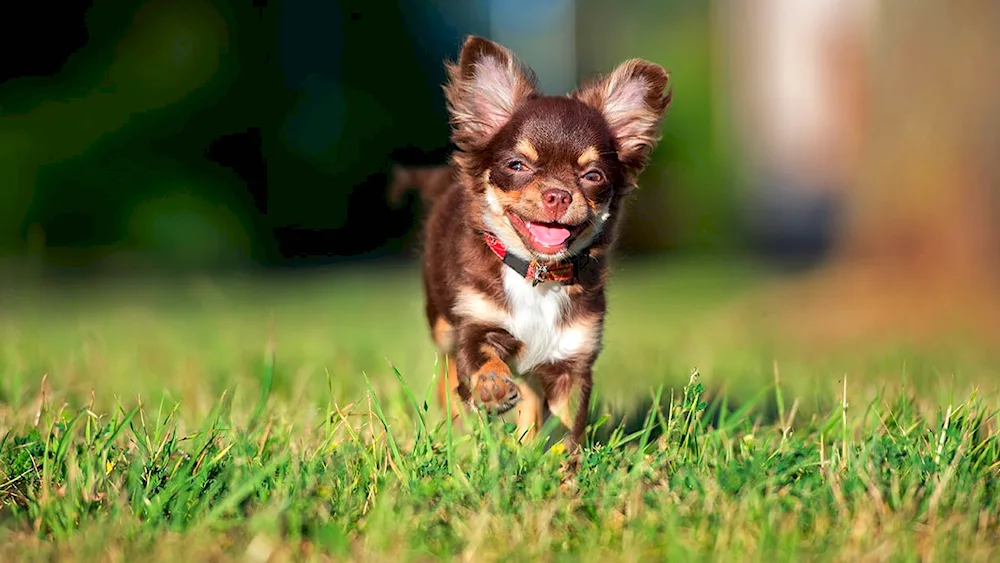 Yorkshire terrier albino