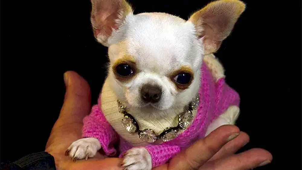 Dwarf Chihuahua