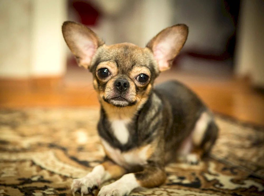 Dwarf Chihuahua