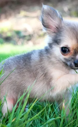 Dwarf Chihuahua