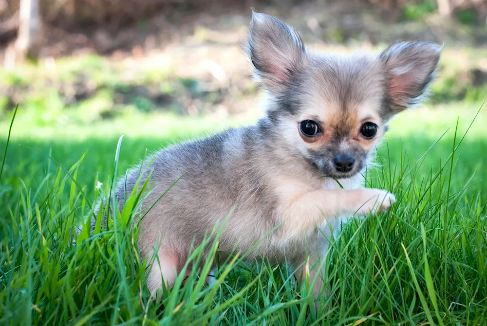 Dwarf Chihuahua