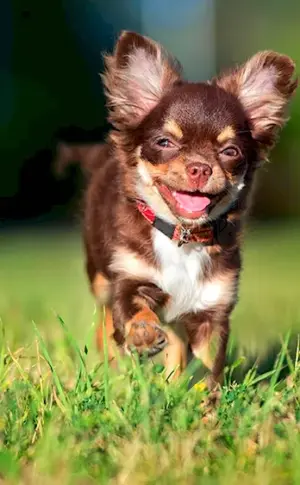 Dwarf Chihuahua