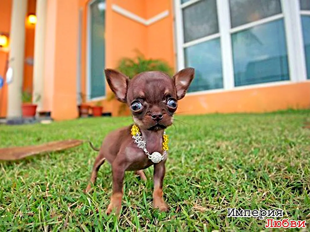 Dwarf chihuahua