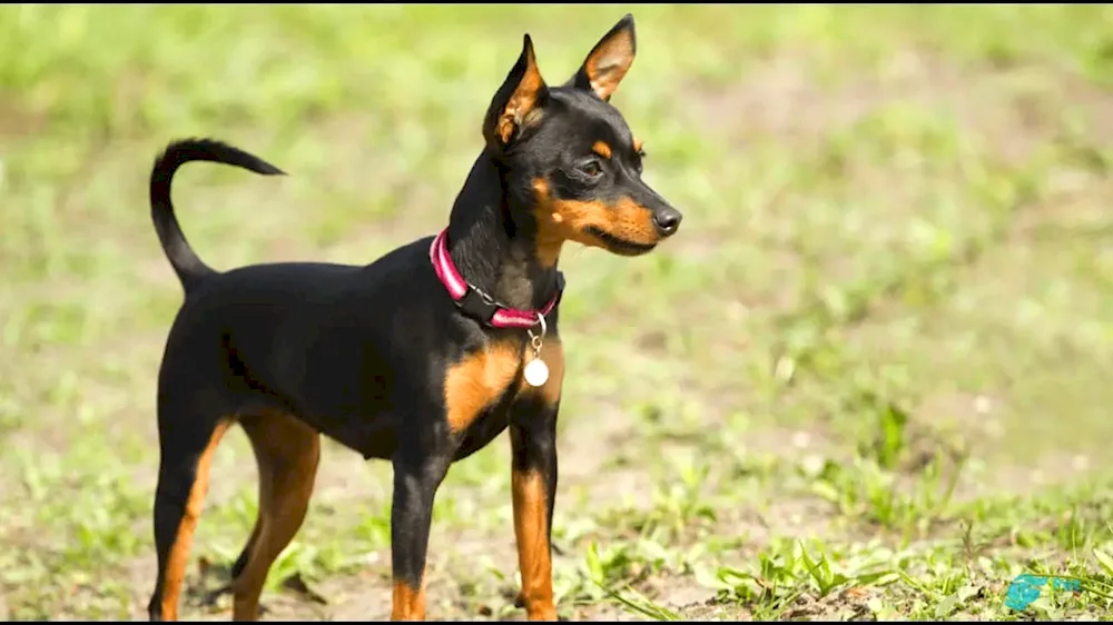 Dwarf Doberman. pinscher