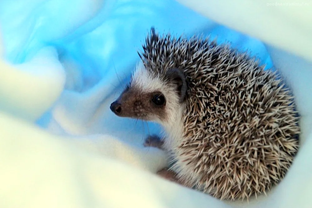 Hedgehog in winter