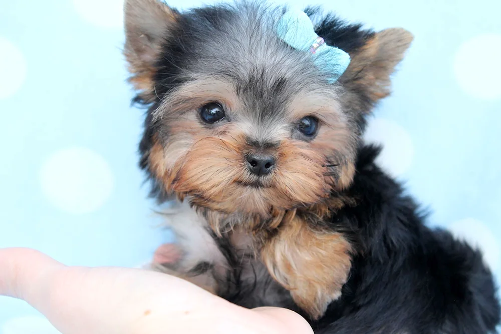 Mexican Chihuahua long-haired