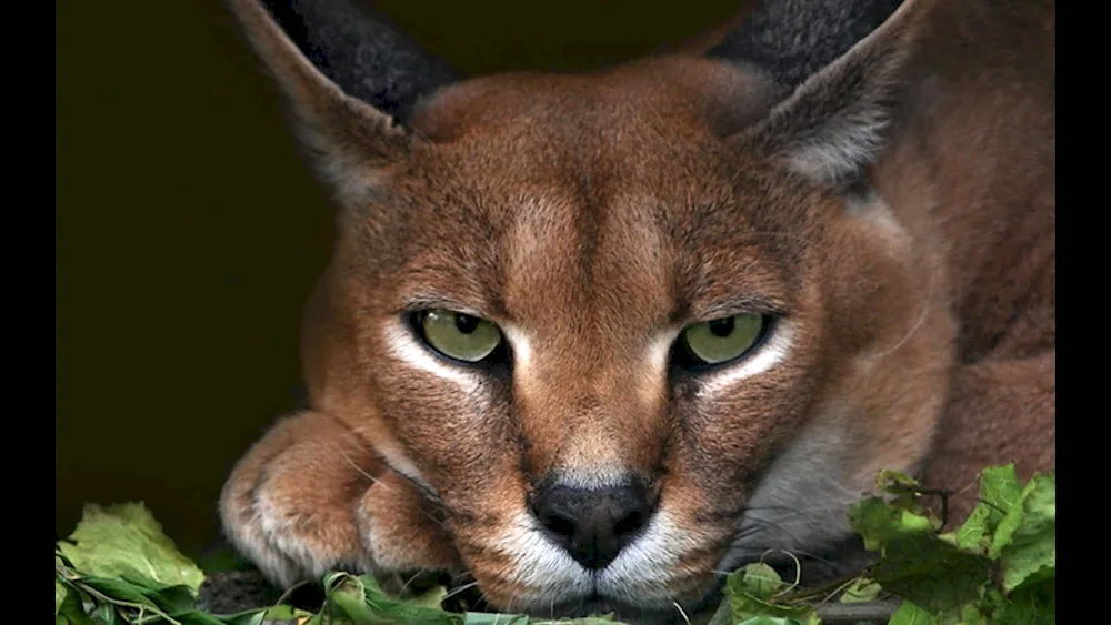 Dwarf caracal