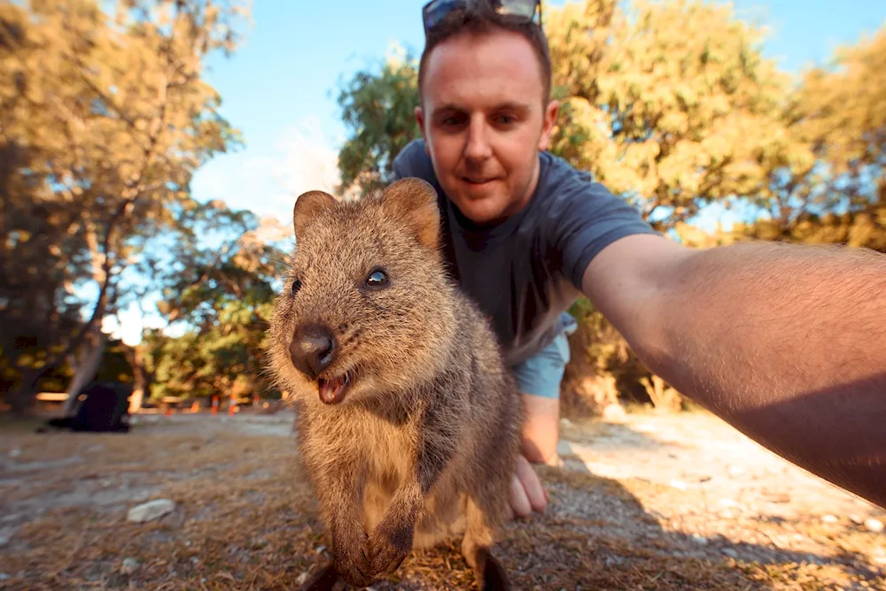 Kangaroo. Quokka