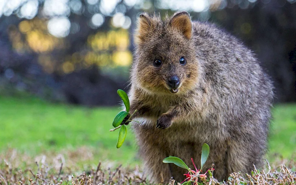 Dwarf kangaroo Kwokka