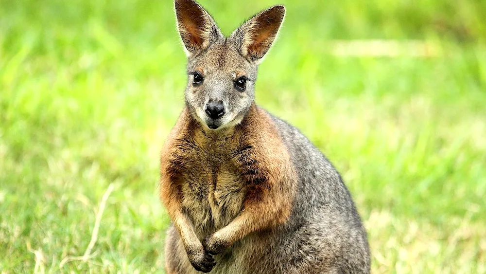 Australian kangaroo animals