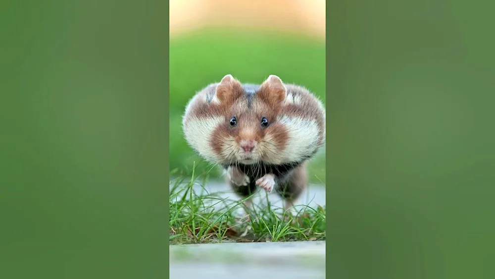 Jungarian hamster