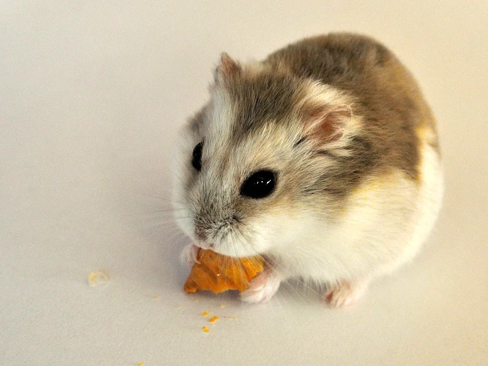 Jungarian hamster