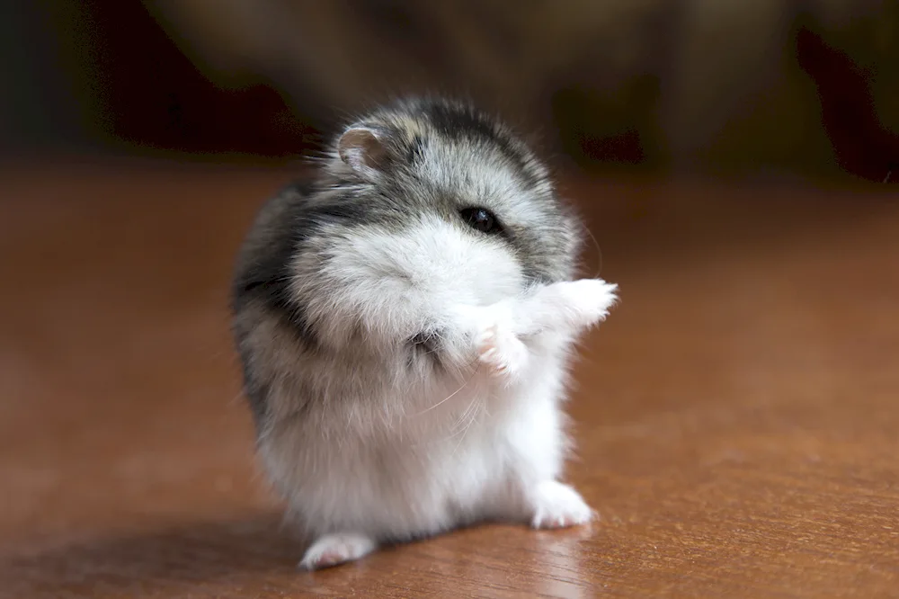 Jungarian hamster