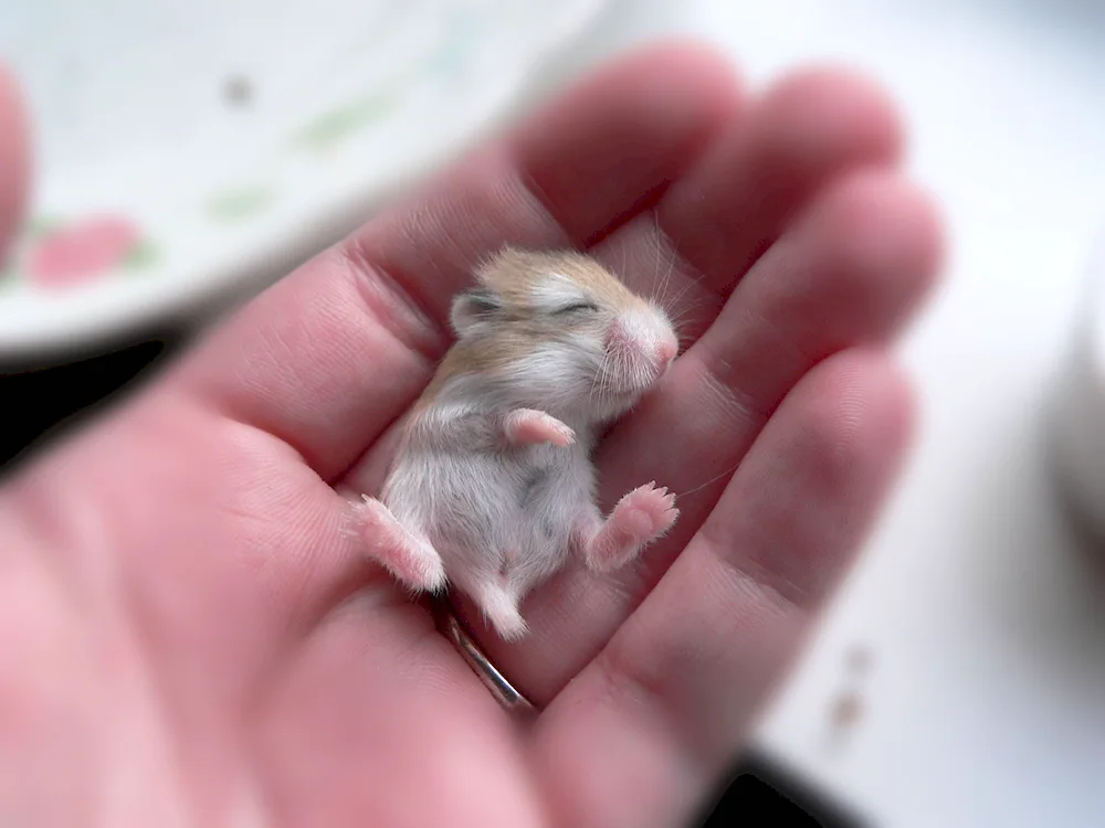 Dwarf hamster