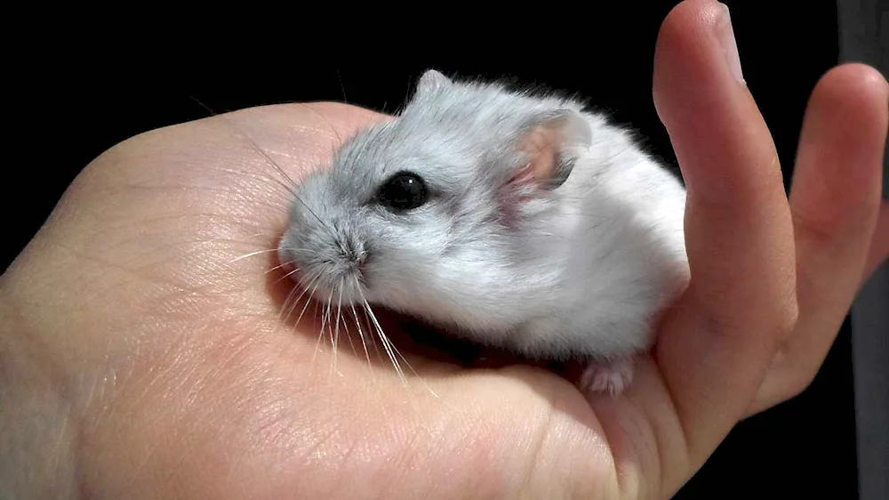 Dzungarian hamster white