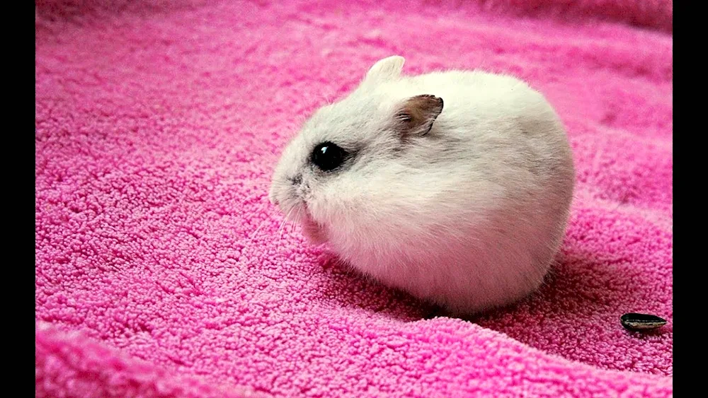 Dwarf dungarian hamster