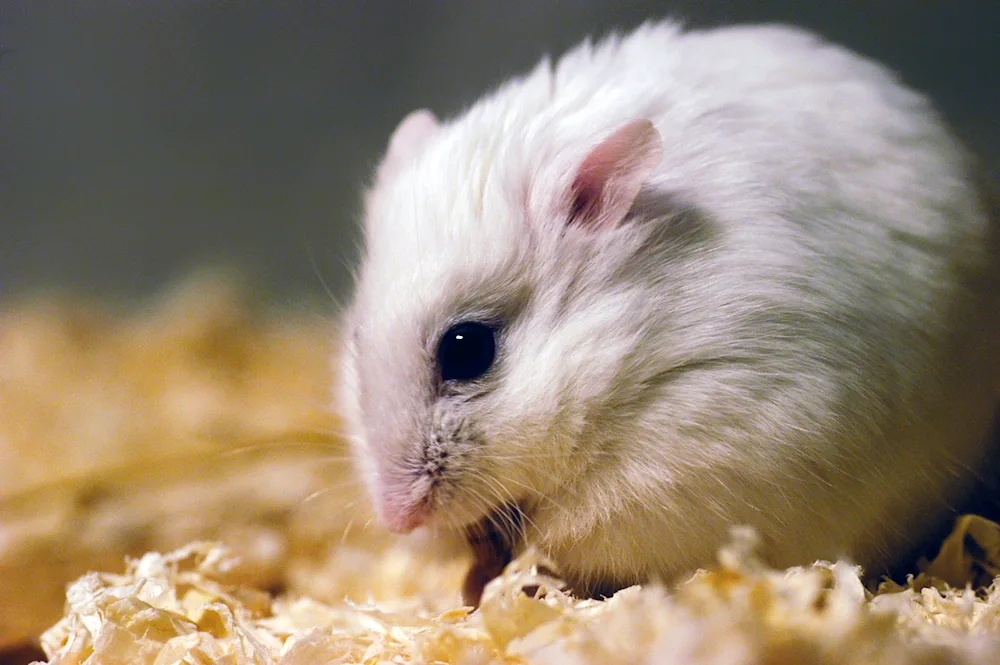 Syrian angora hamster