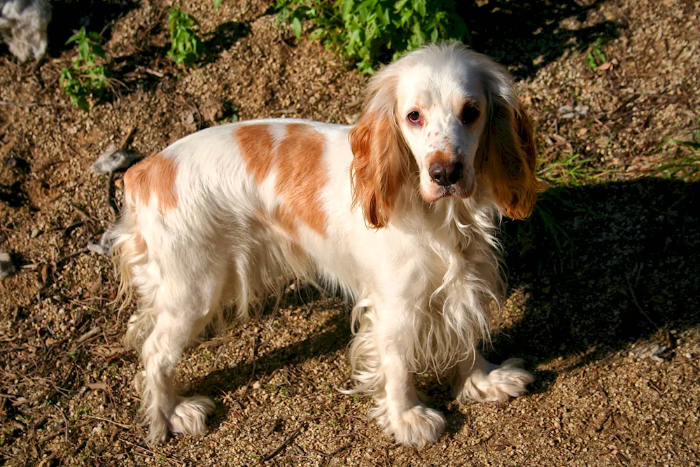 Dwarf Cocker Spaniel