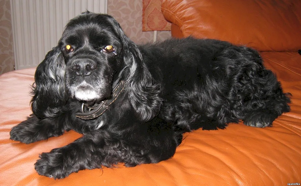 British cocker spaniel