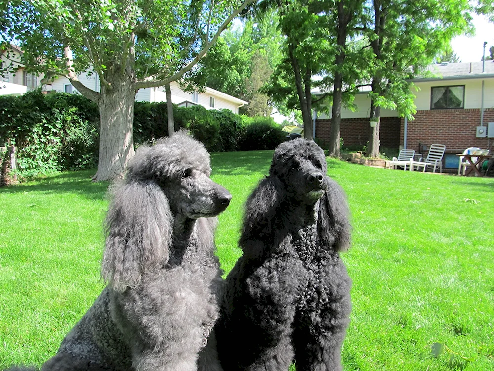 Carolian poodle black