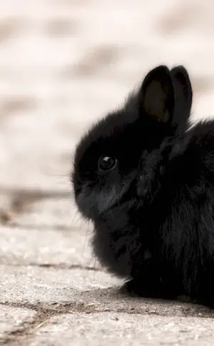 Pygmy dwarf rabbit