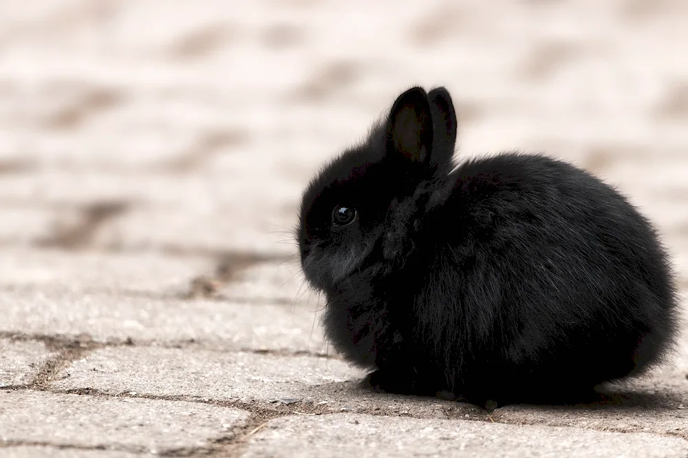 Pygmy dwarf rabbit
